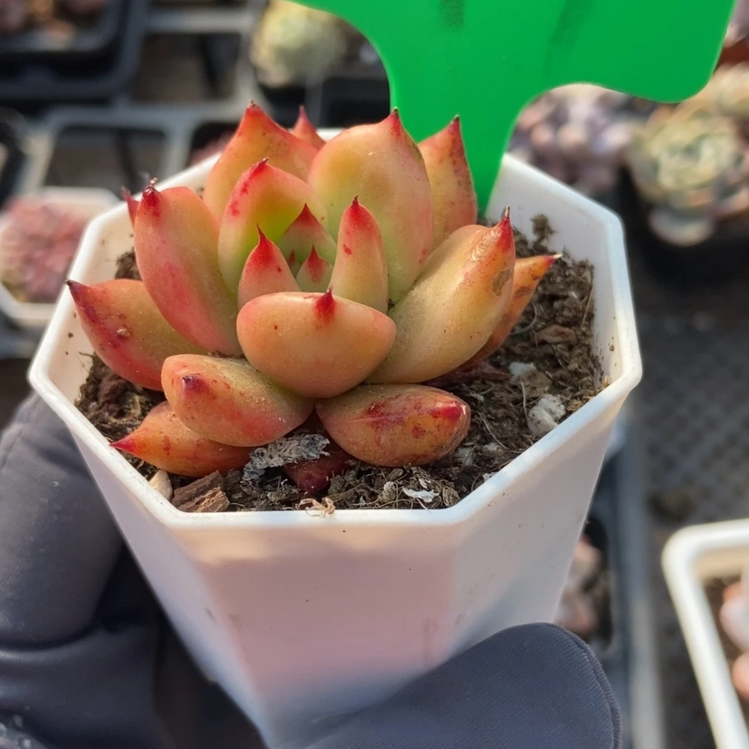 997多肉植物保护