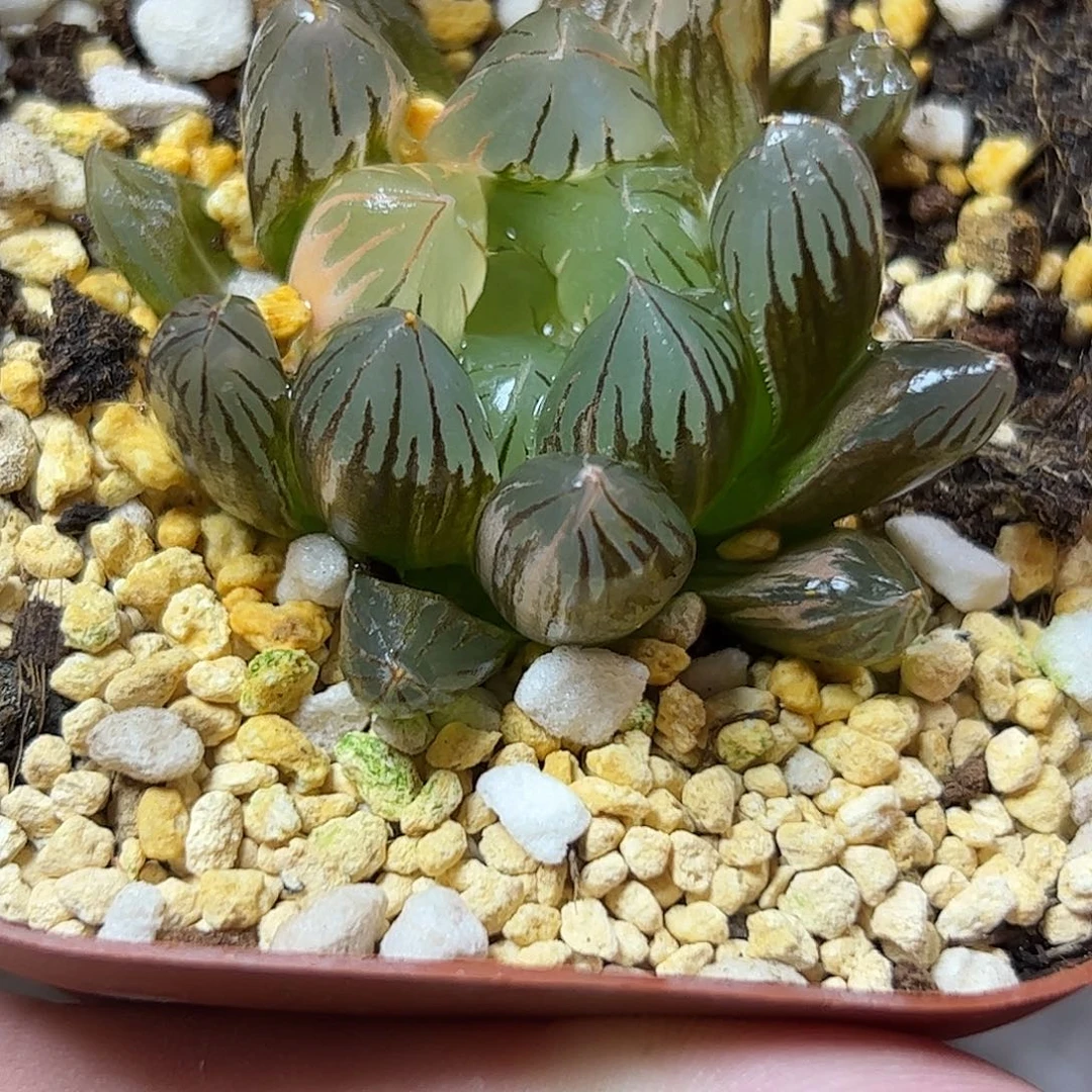 北极之光锦十二卷多肉植物