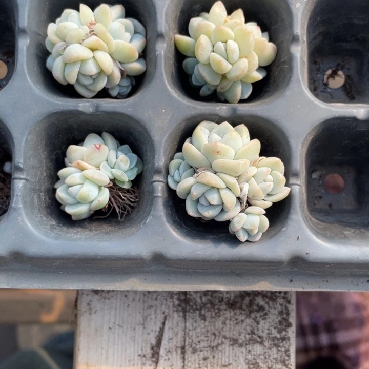 _***然然专拍冰玉5头3颗➕6头一颗专拍