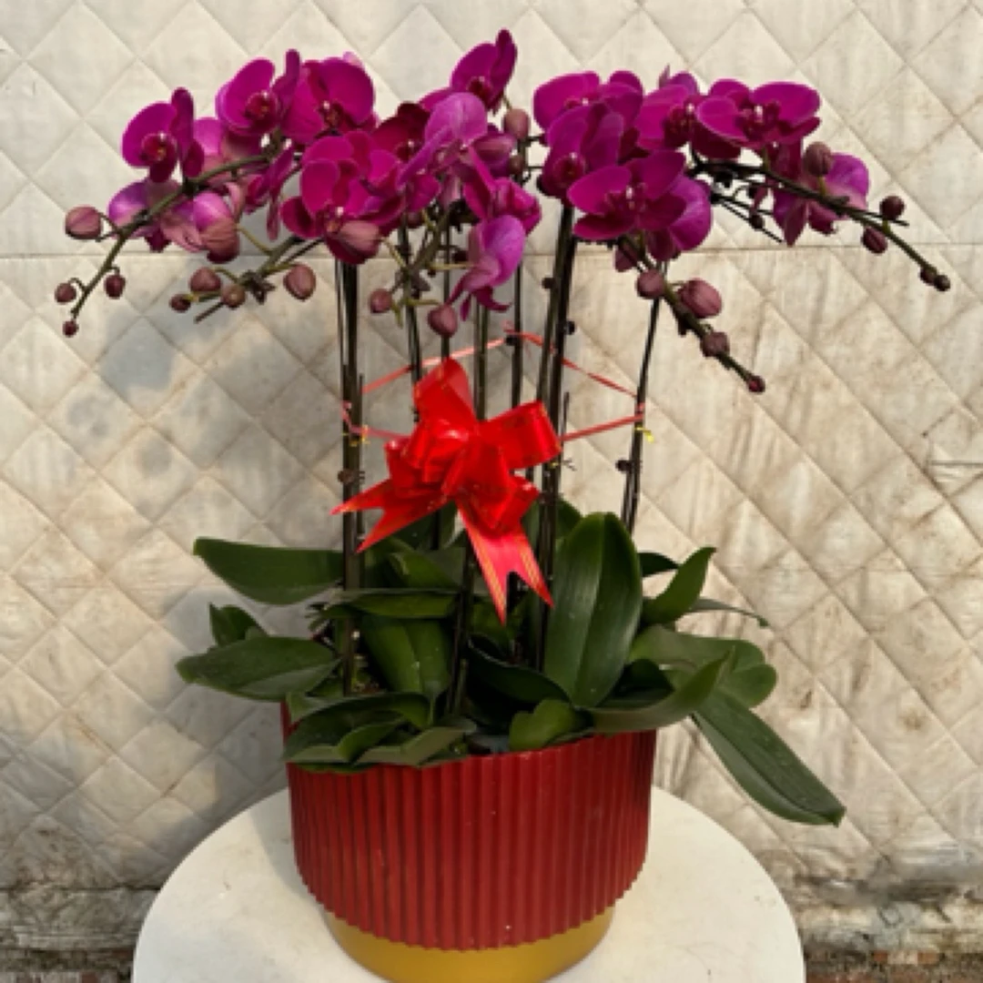 蝴蝶兰A级精品大辣椒红色大花十颗带盆室内盆栽带花带花苞年宵花乔迁开业（济南德州无损送货上门）