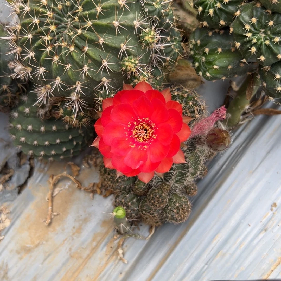 丽花仙人球仙人掌19
