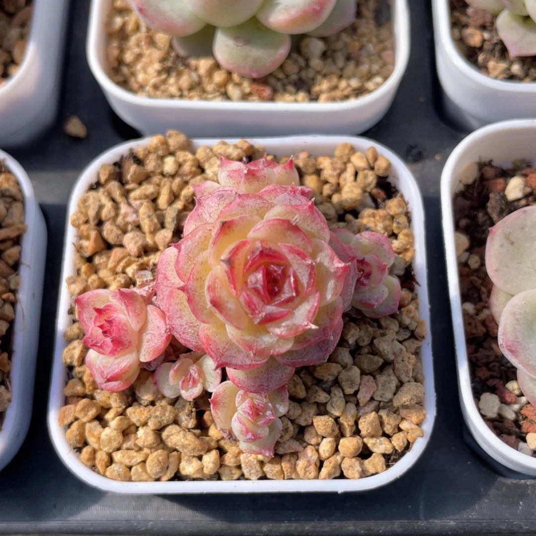 优选桃夭福利1256