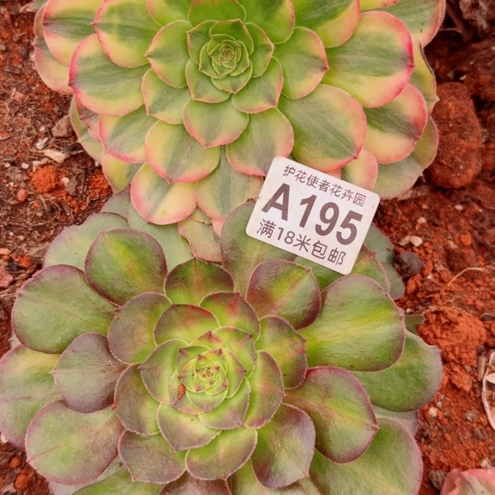 多肉法师淘宝福利