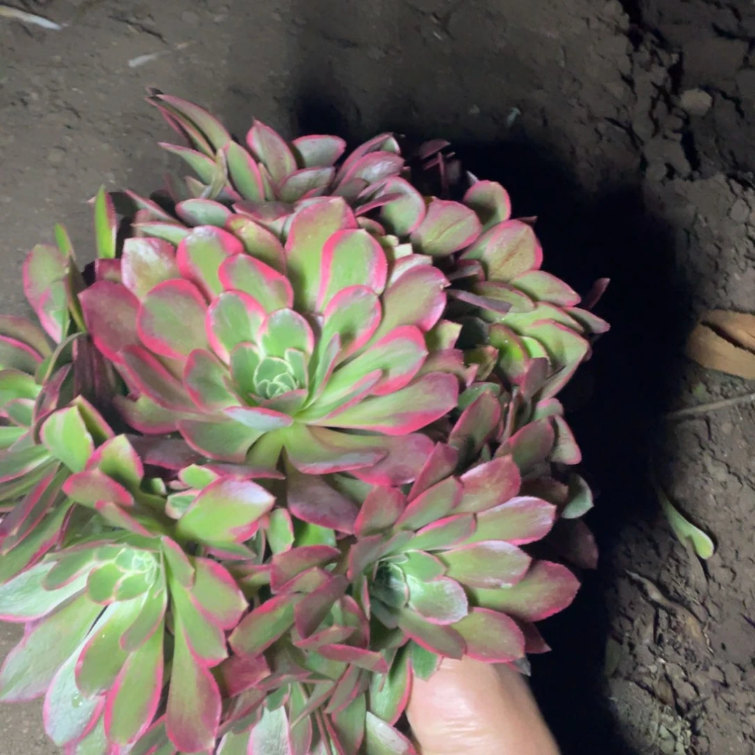 女妖多肉法师断枝不包