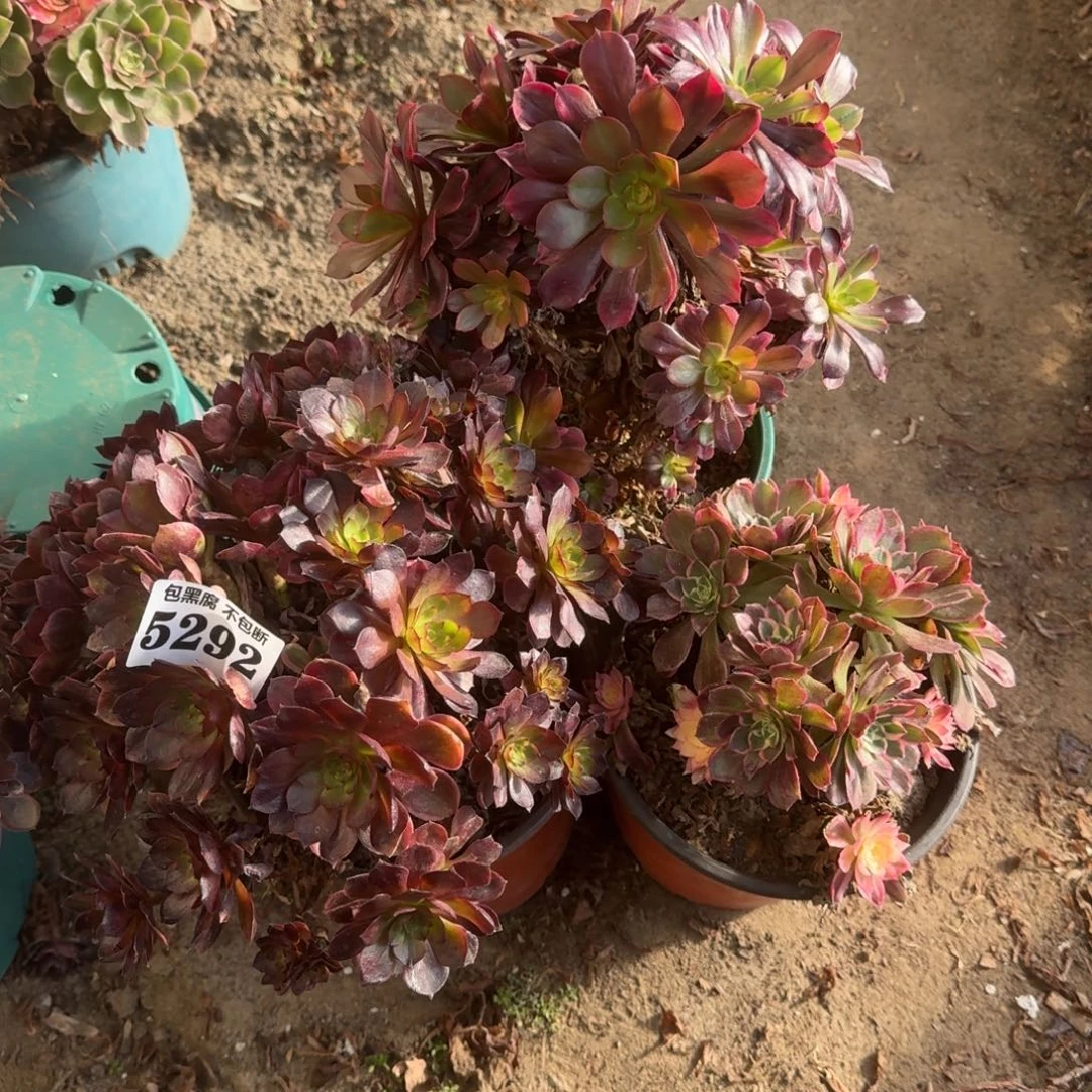 法师3颗5292 16-20