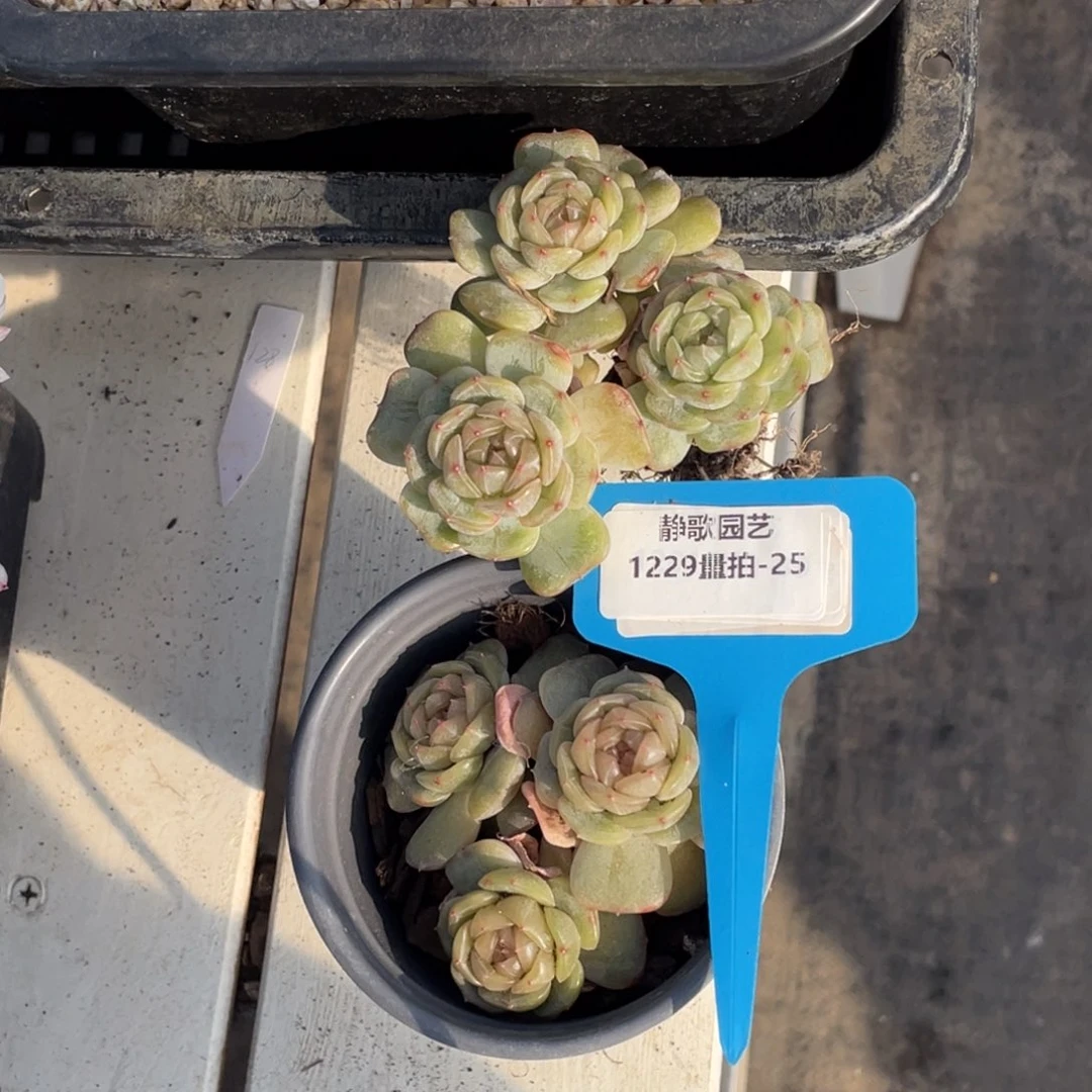 1229-25-白色恋人糖心群生捡漏