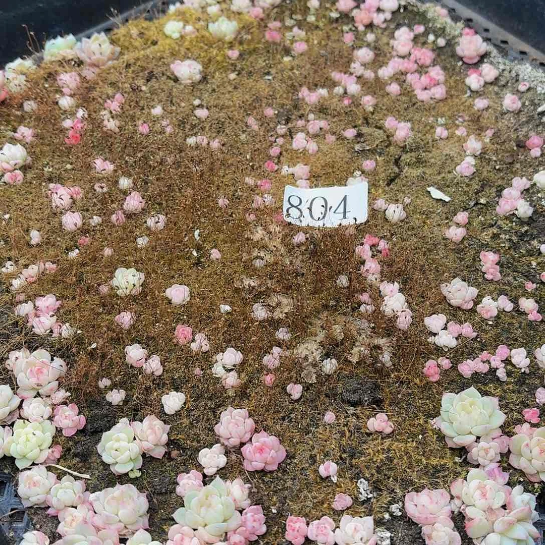 多肉植物多肉植物804