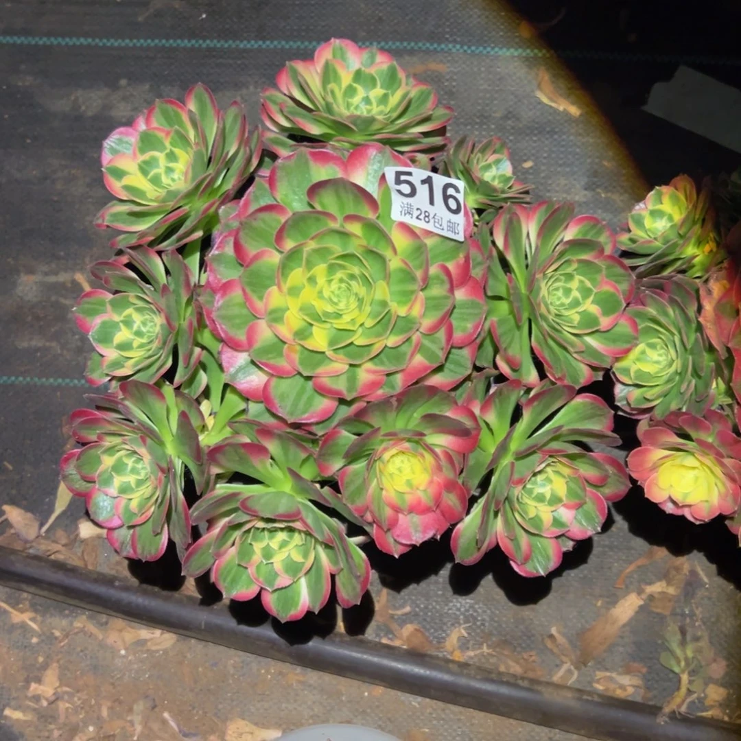 古***芳多肉植物516海仙的