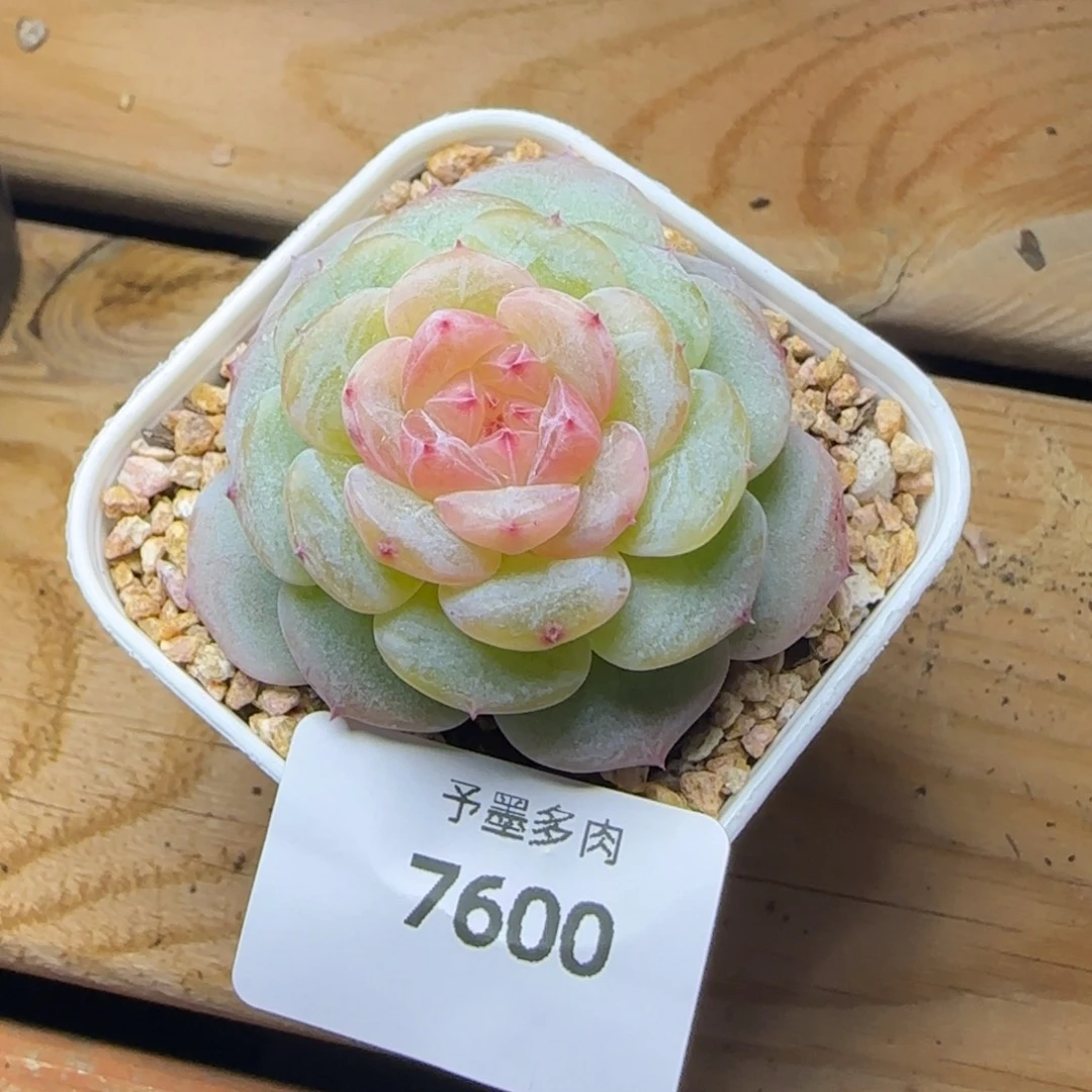 白玉珍妮，7600多肉植物