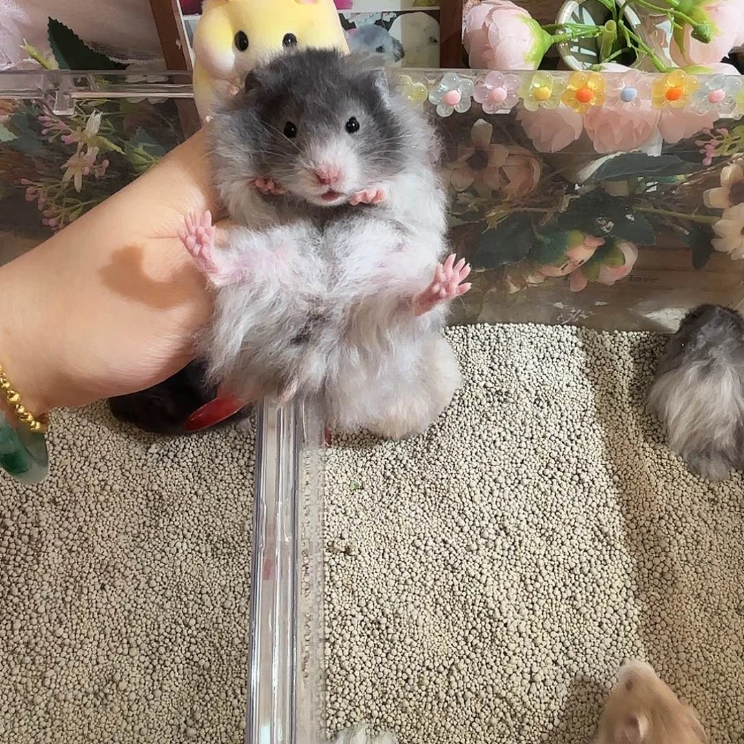 黑波利直毛妹妹包邮