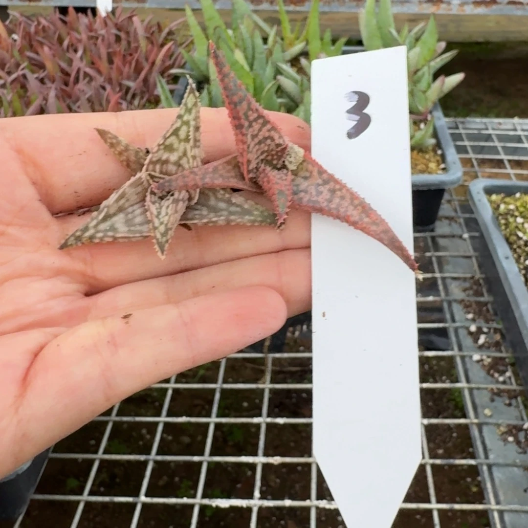 我***焜园艺芦荟一物一拍多肉