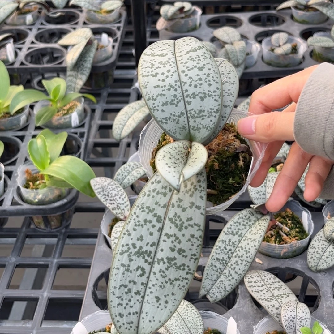 无花朵2.5寸银叶脉纹分生苗