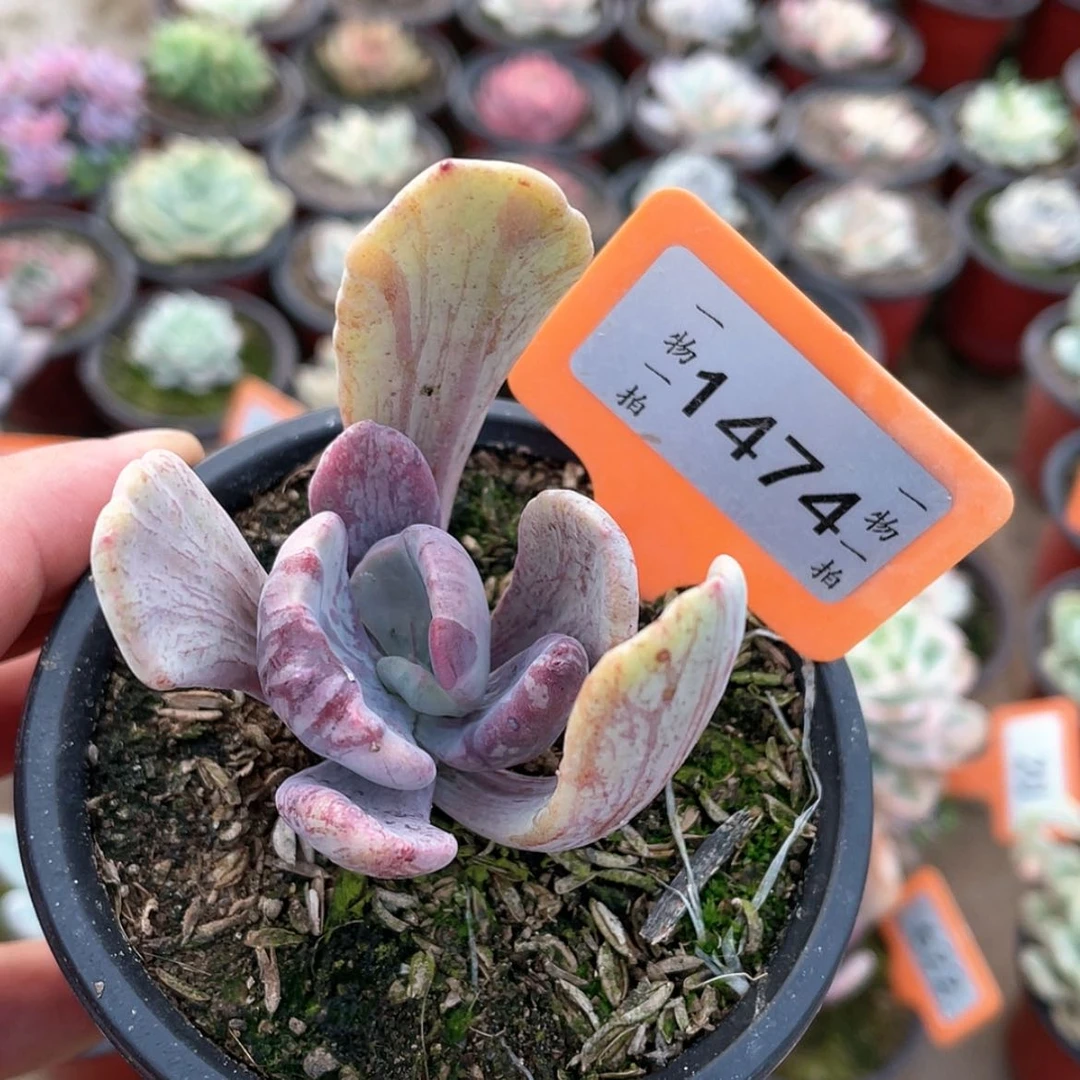 【闪购商品】毛*豆1474号