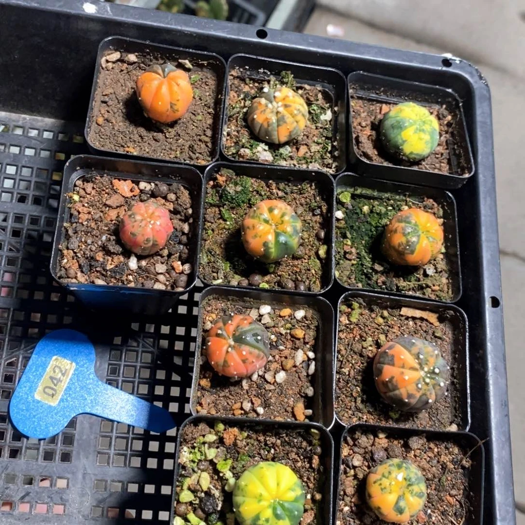 十颗星兜锦多肉植物