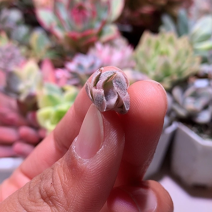 龙公城锦锦腹轮锦
