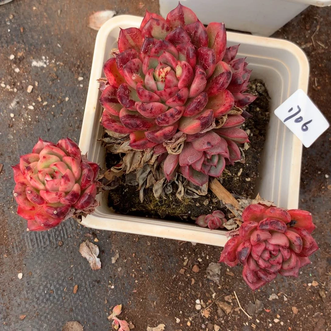 1706不包掉头特价处理