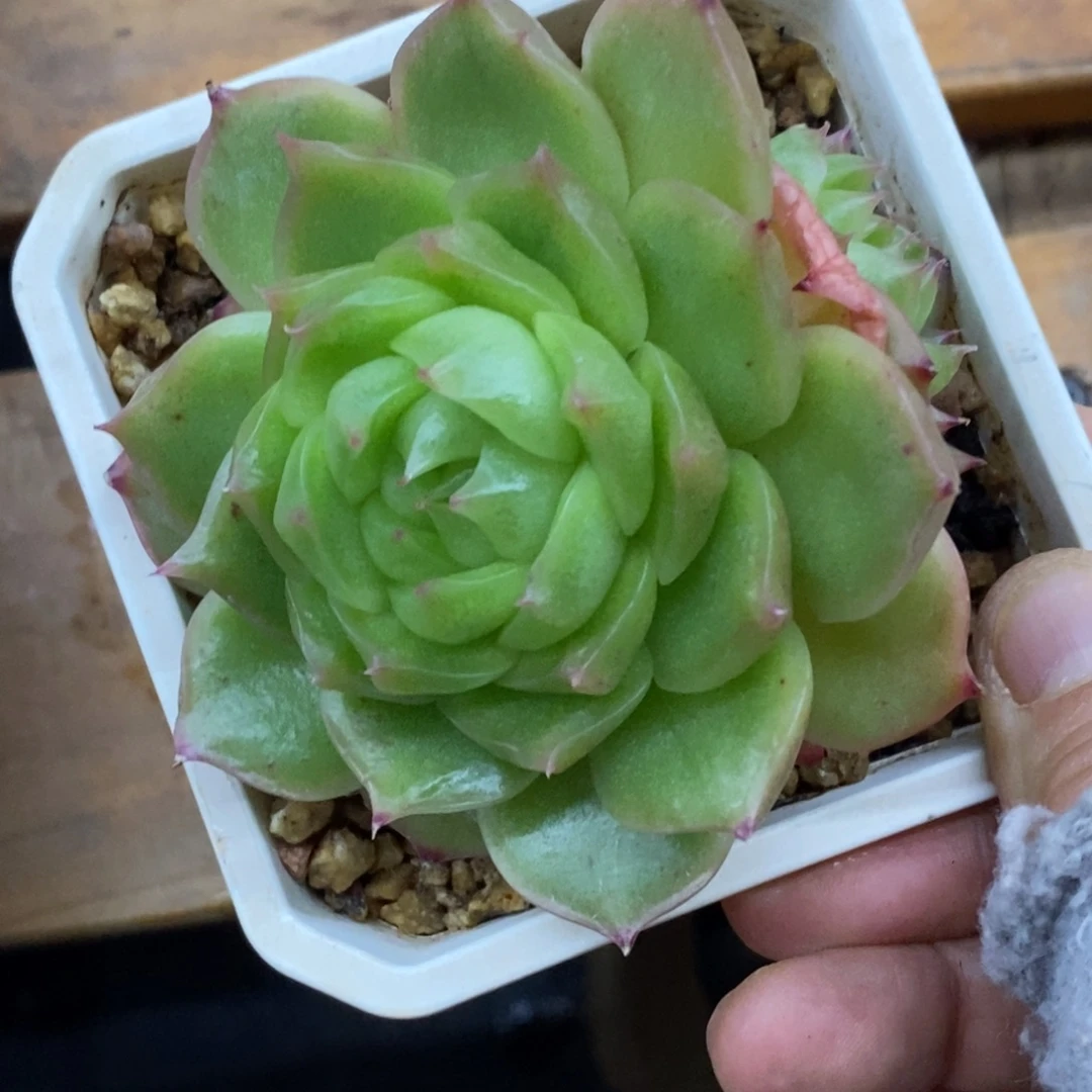 精品多肉一物一拍不包整90