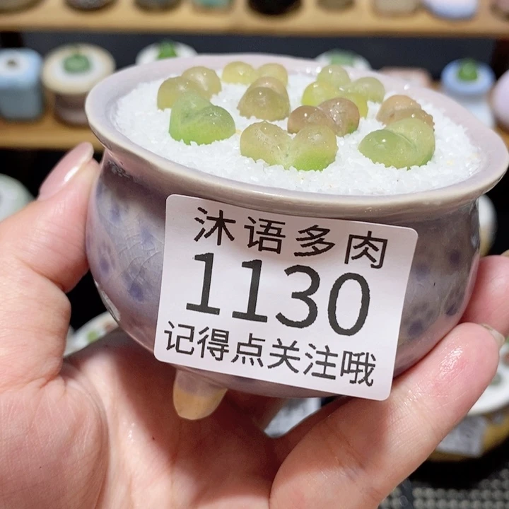 带盆土植物 精美盆栽1130