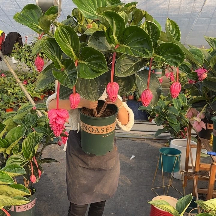 浅*宝莲灯特大老桩12花苞