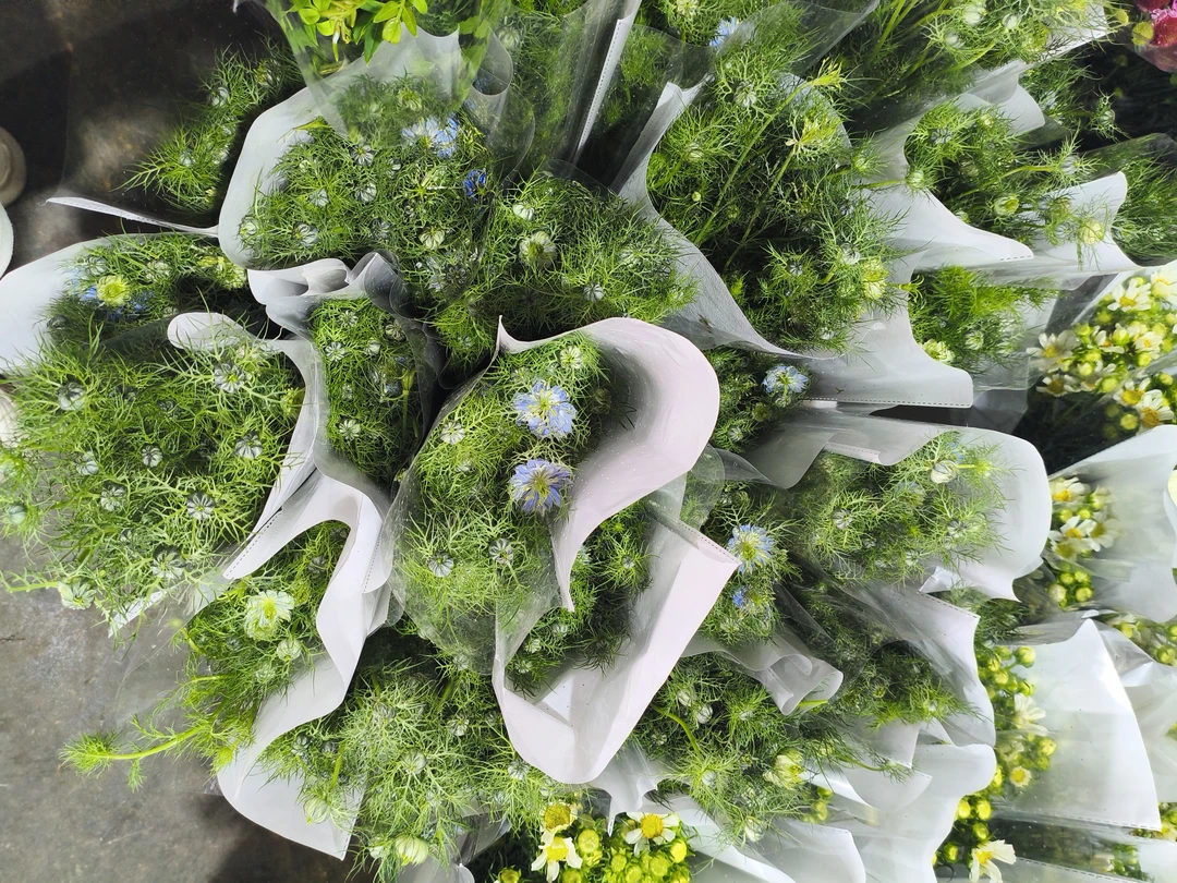 草花(黑种草）云南基地现采直发