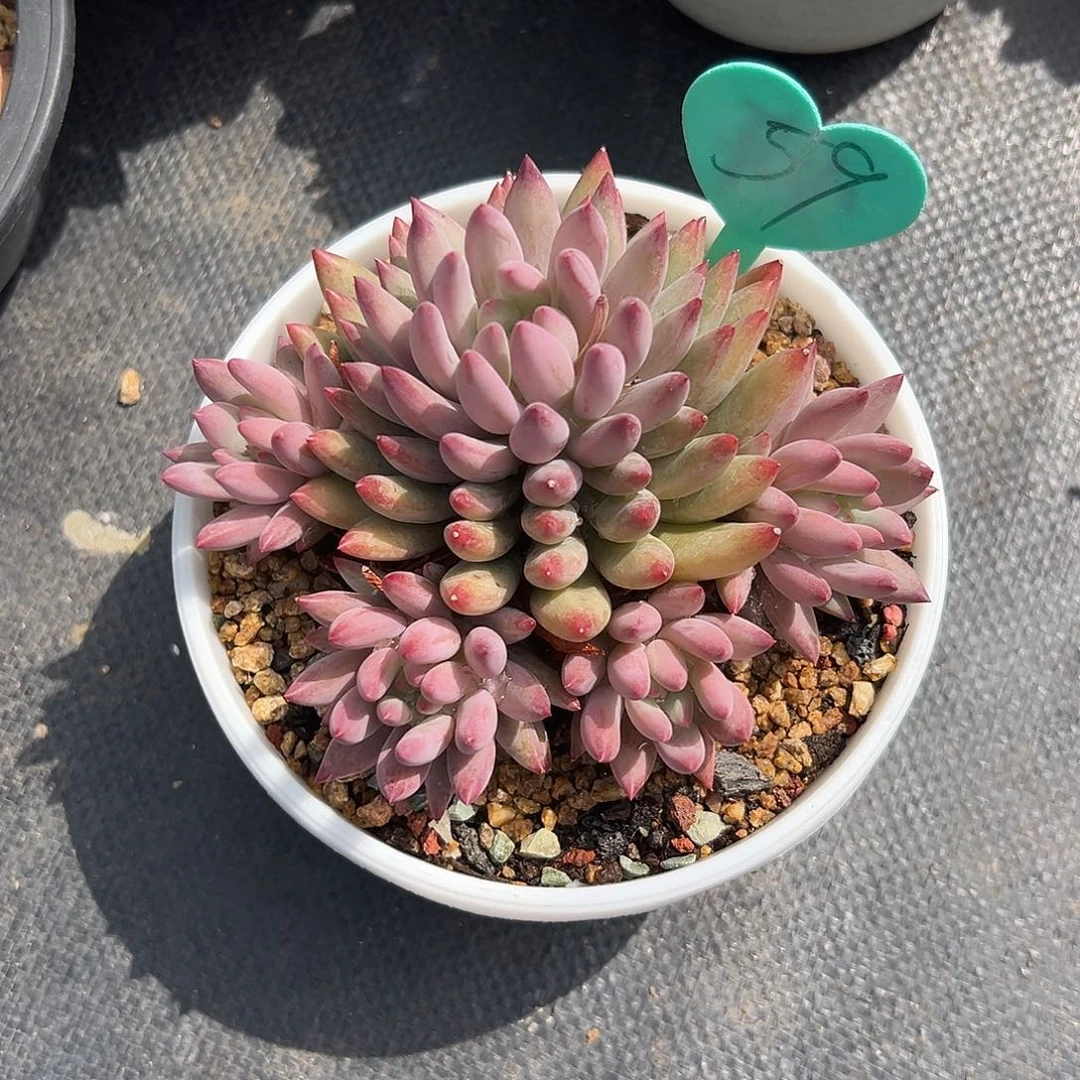 w***、多肉葡萄干等水果蔬菜