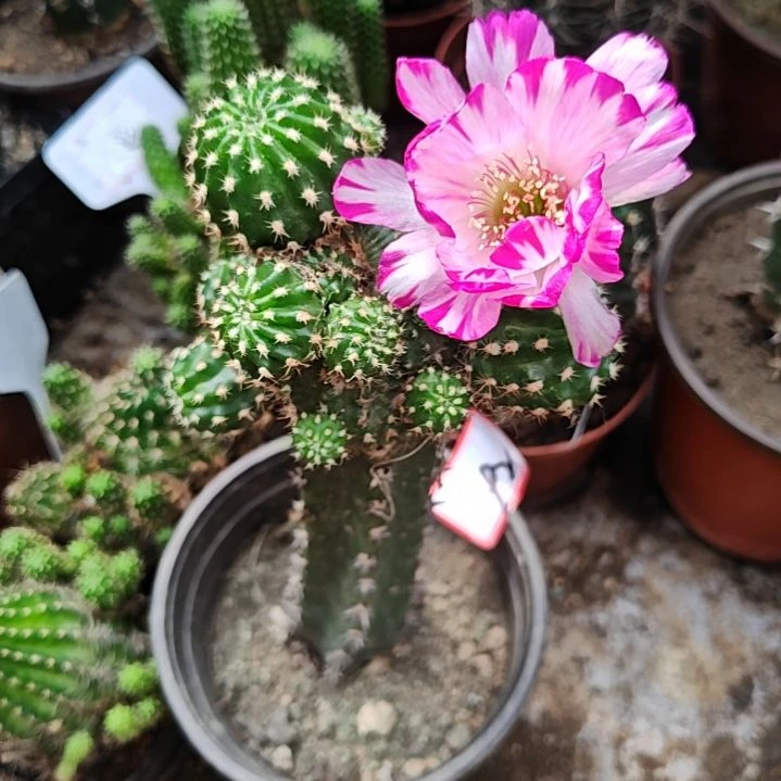 金***3妖蝶秀普嫁接群头92福