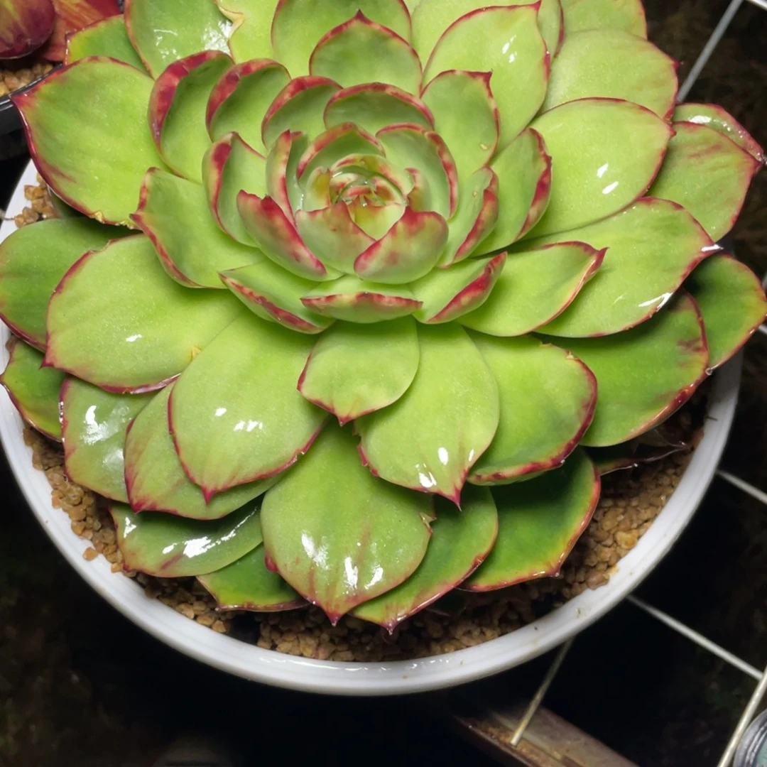 木***梦惊鸿仙子一物一拍