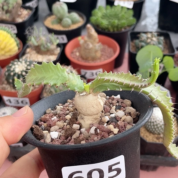 605飞龙大戟块根植物