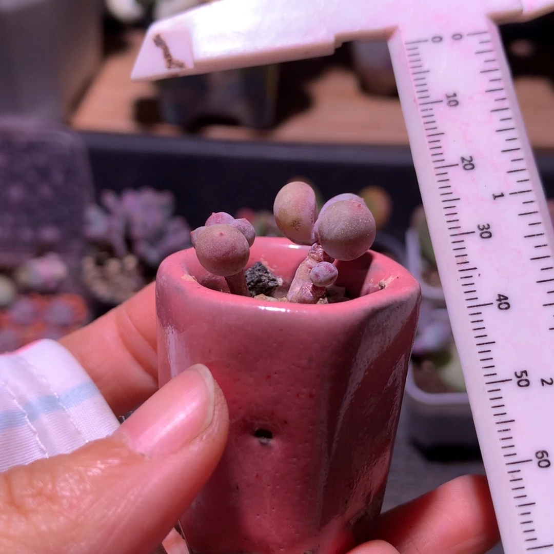 瑕疵特价不售后，晒了的。