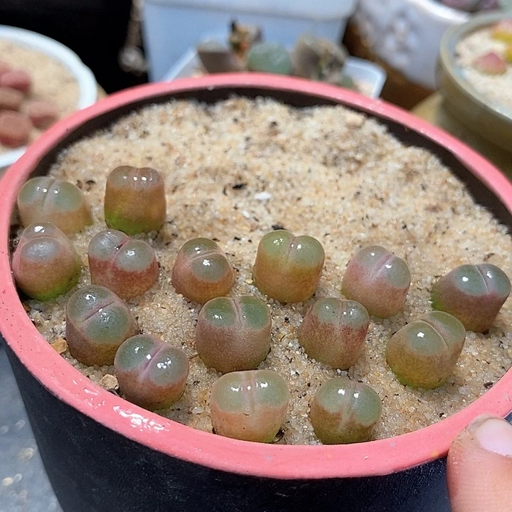 20509粉磁铁一颗