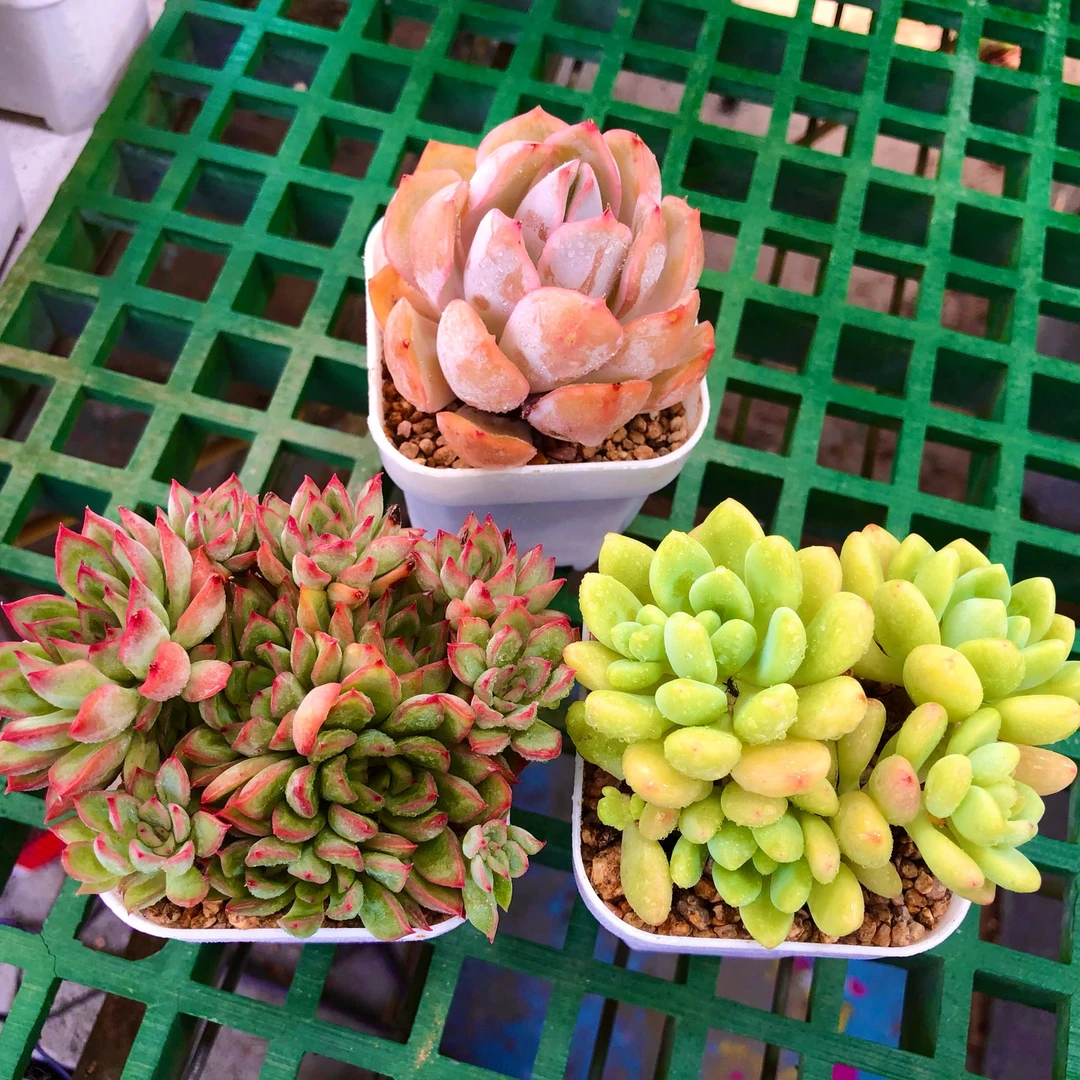 香味凝指连 女雏 菲欧娜送盆土多肉植物
