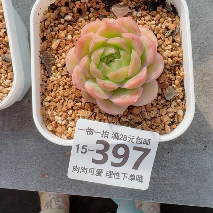 水晶虾饺无盆土发货多肉多