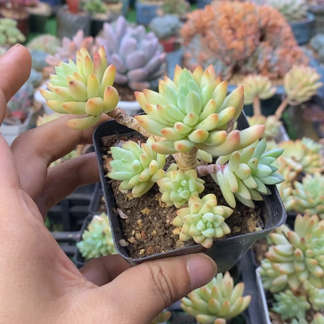 ****瓜树冰小群一物一拍