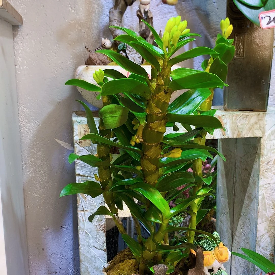 完全开放23蝴蝶兰一物一拍