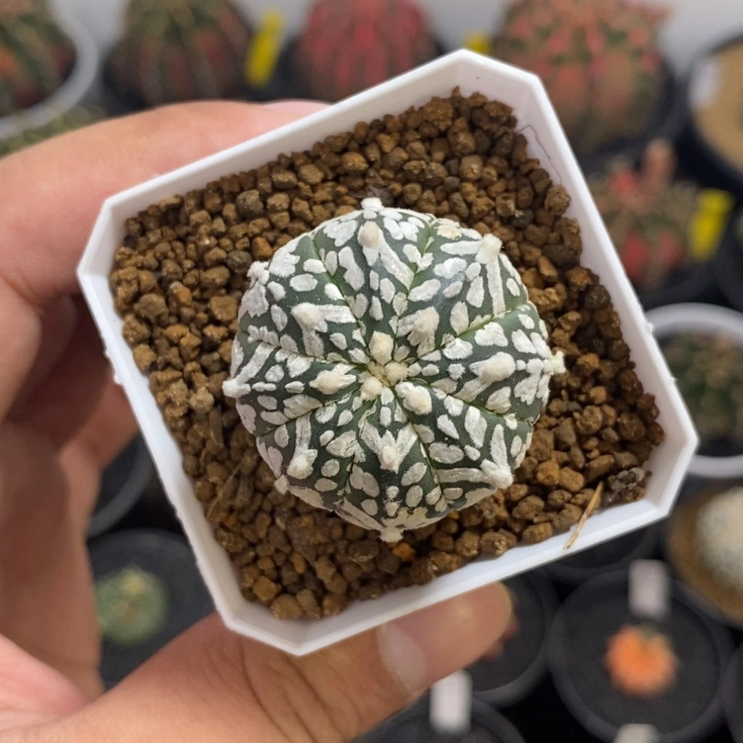 实生v兜——脱土发货