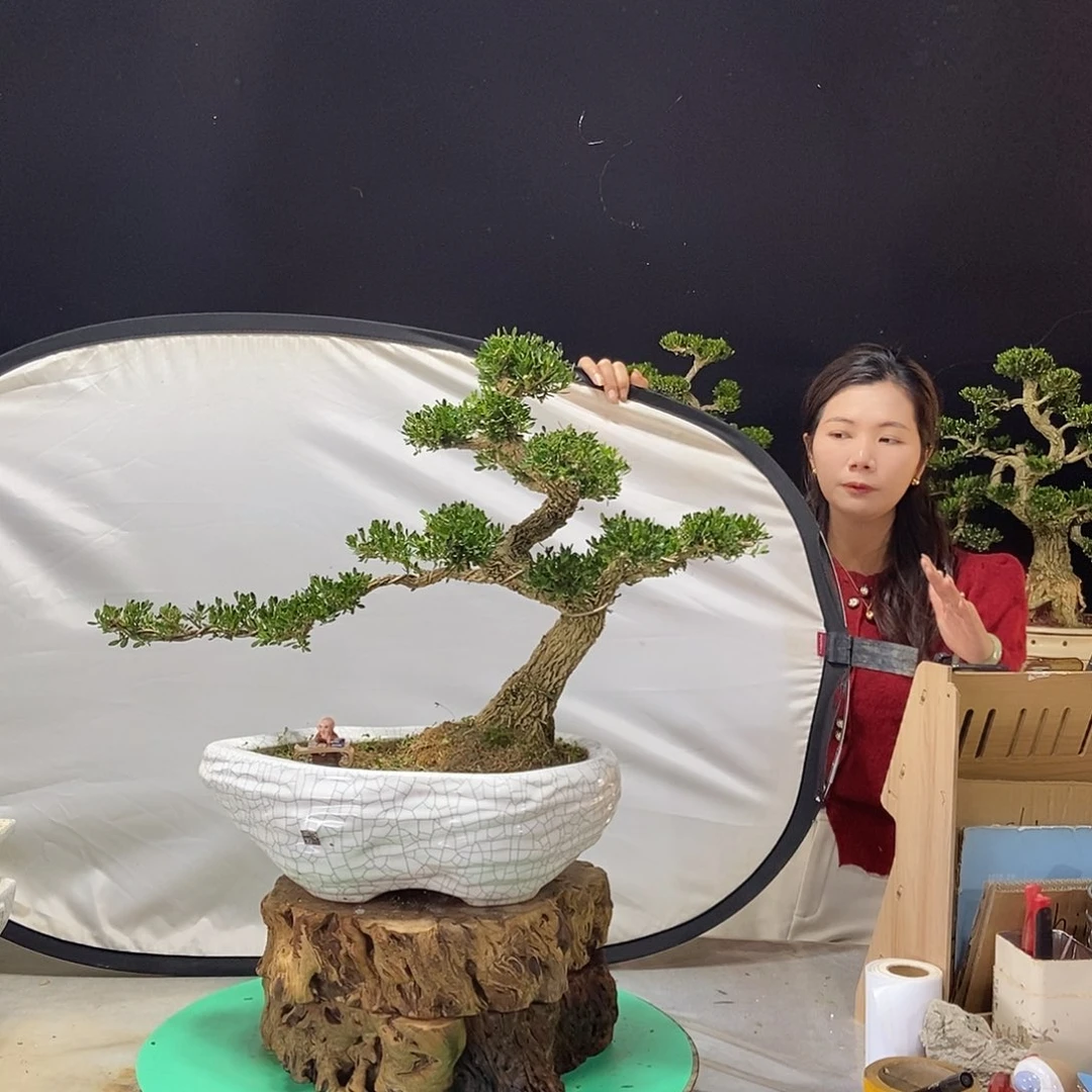 无花朵广东小叶黄杨