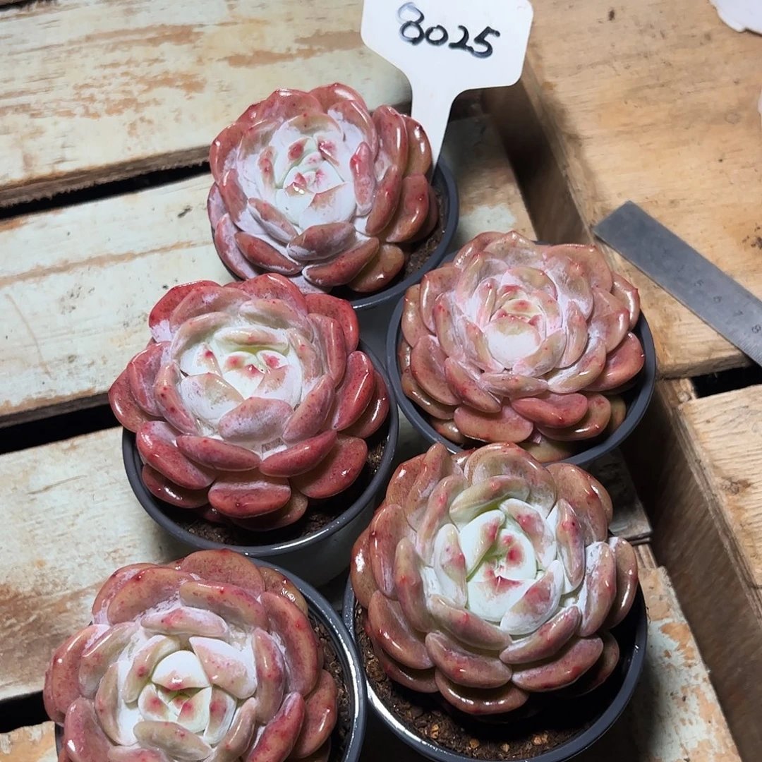 橙梦露8公分左右五颗8025号