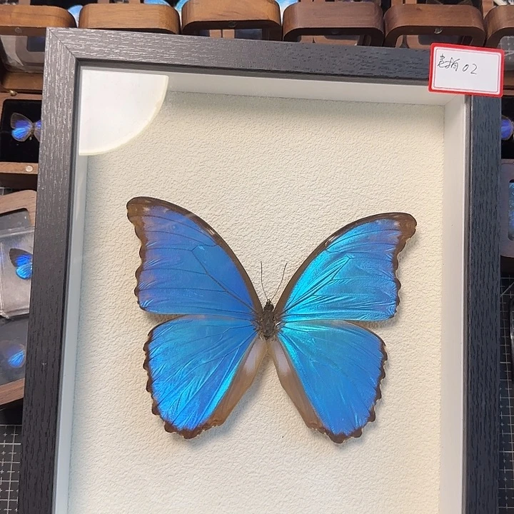 大蓝闪蝶真蝴蝶标本真玻璃相框