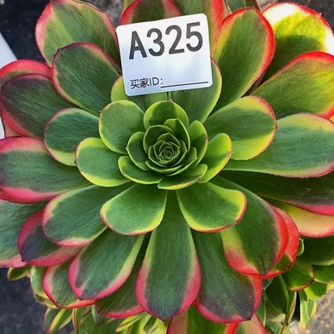 万奶白325带土球发货