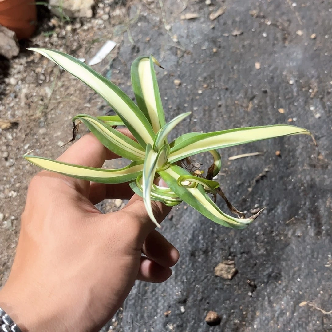 石**芽鹦鹉嘴黄中20米