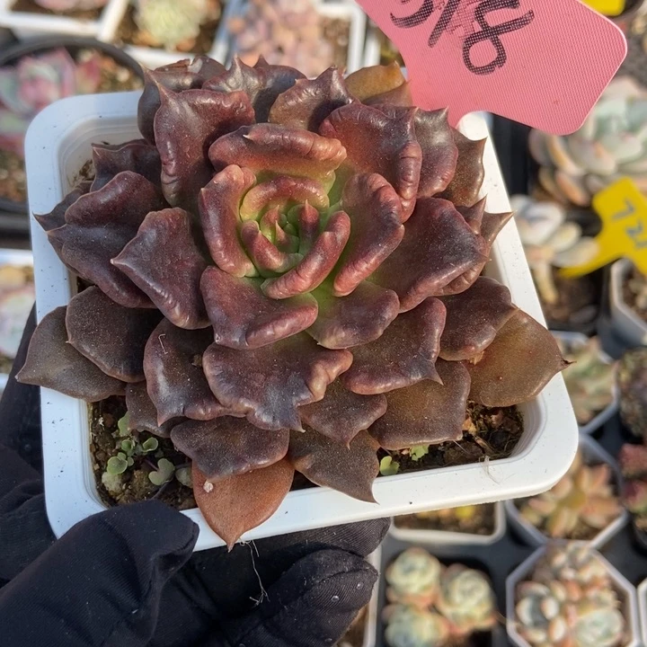 318黑饺子多肉植物保护