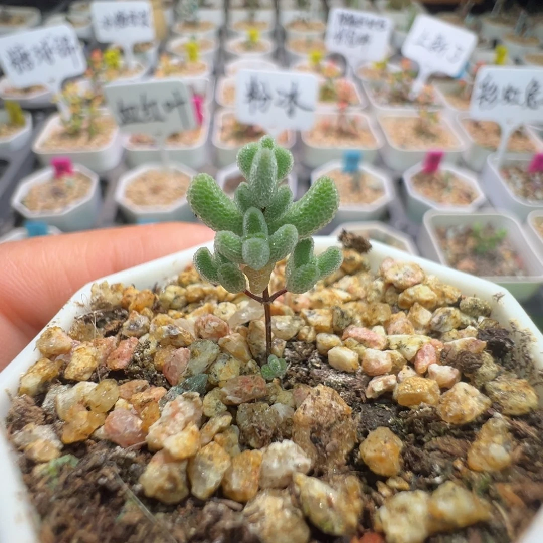 尺寸小，1605实生月曲，拍下不退不换