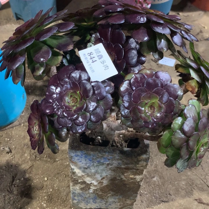 844黑萝莉多肉植物特价