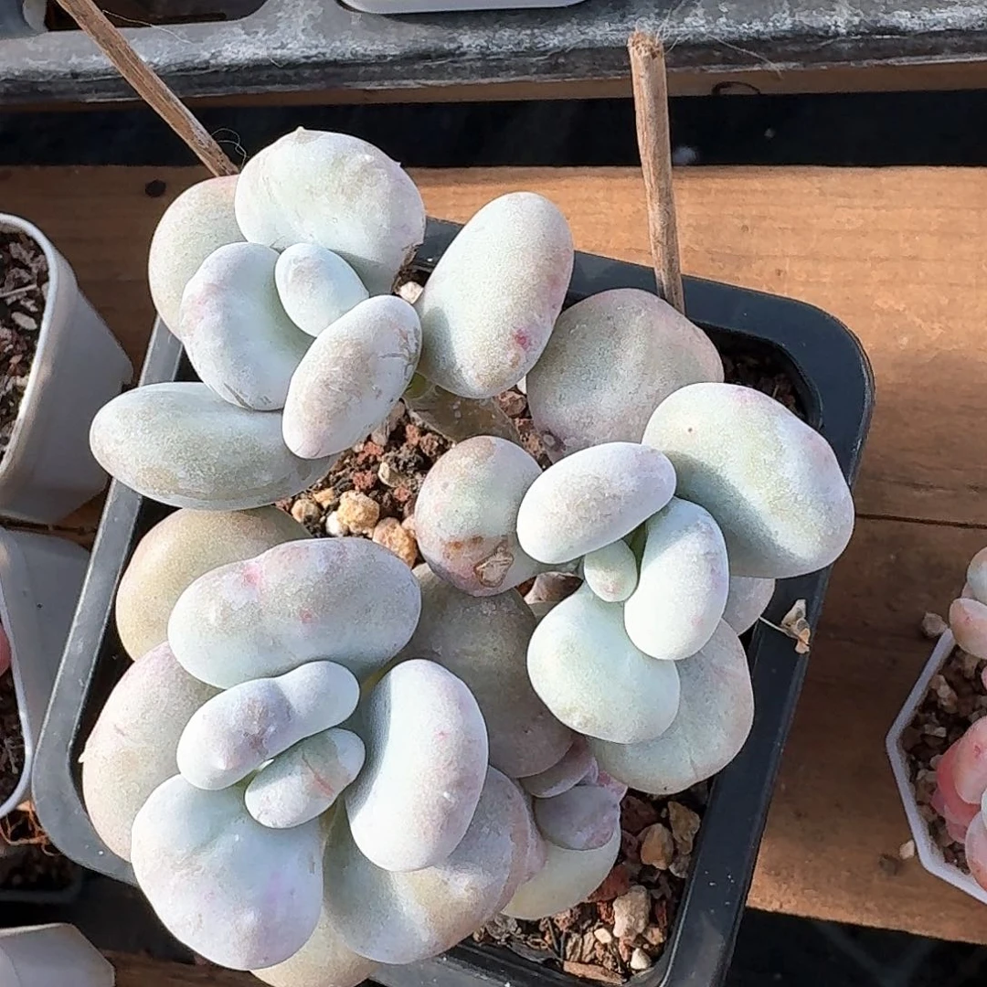 多肉油煎丸子4头群生老桩