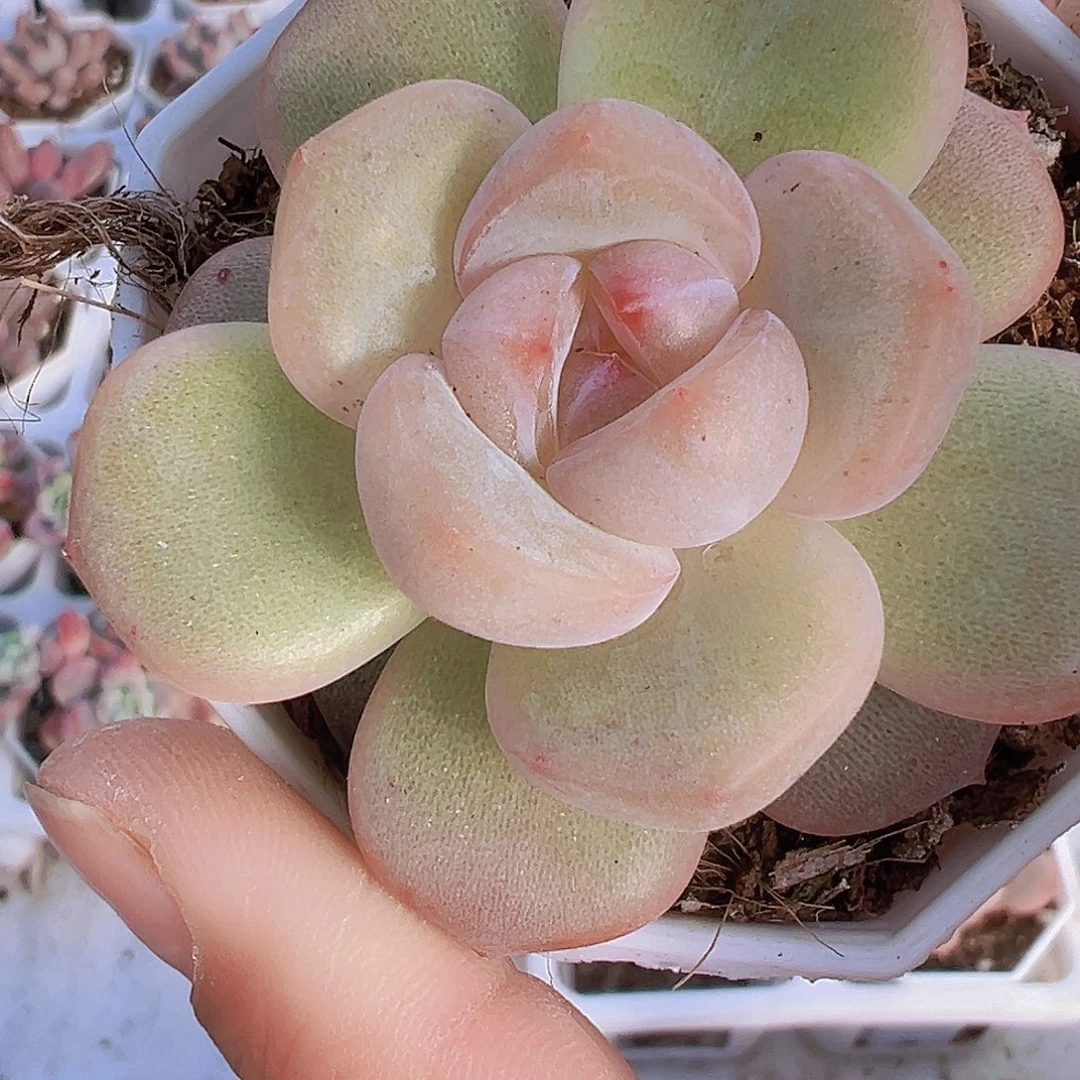 安娜珍妮19包邮多肉