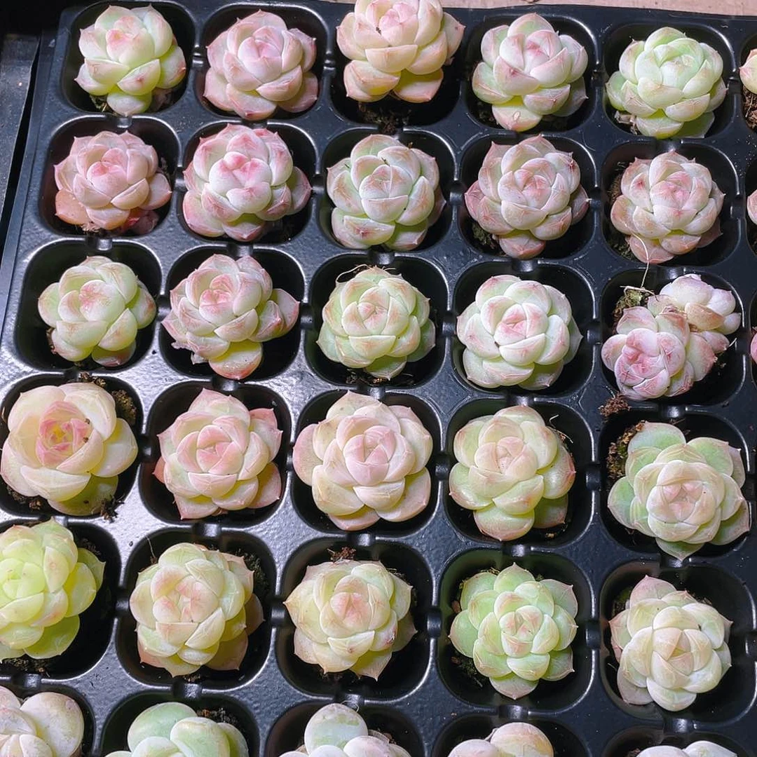 好白桃汽水穴一个满25包邮