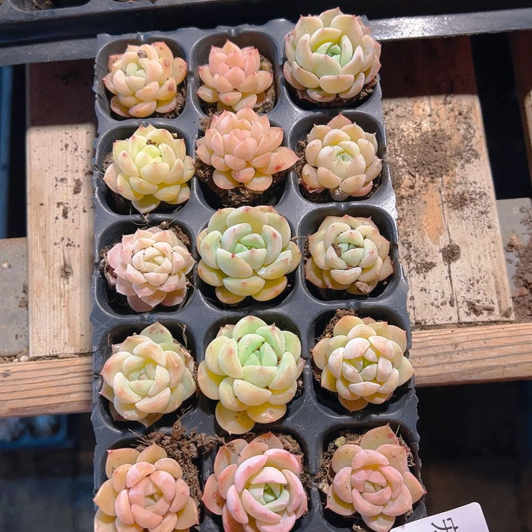 直播福利一物一拍235
