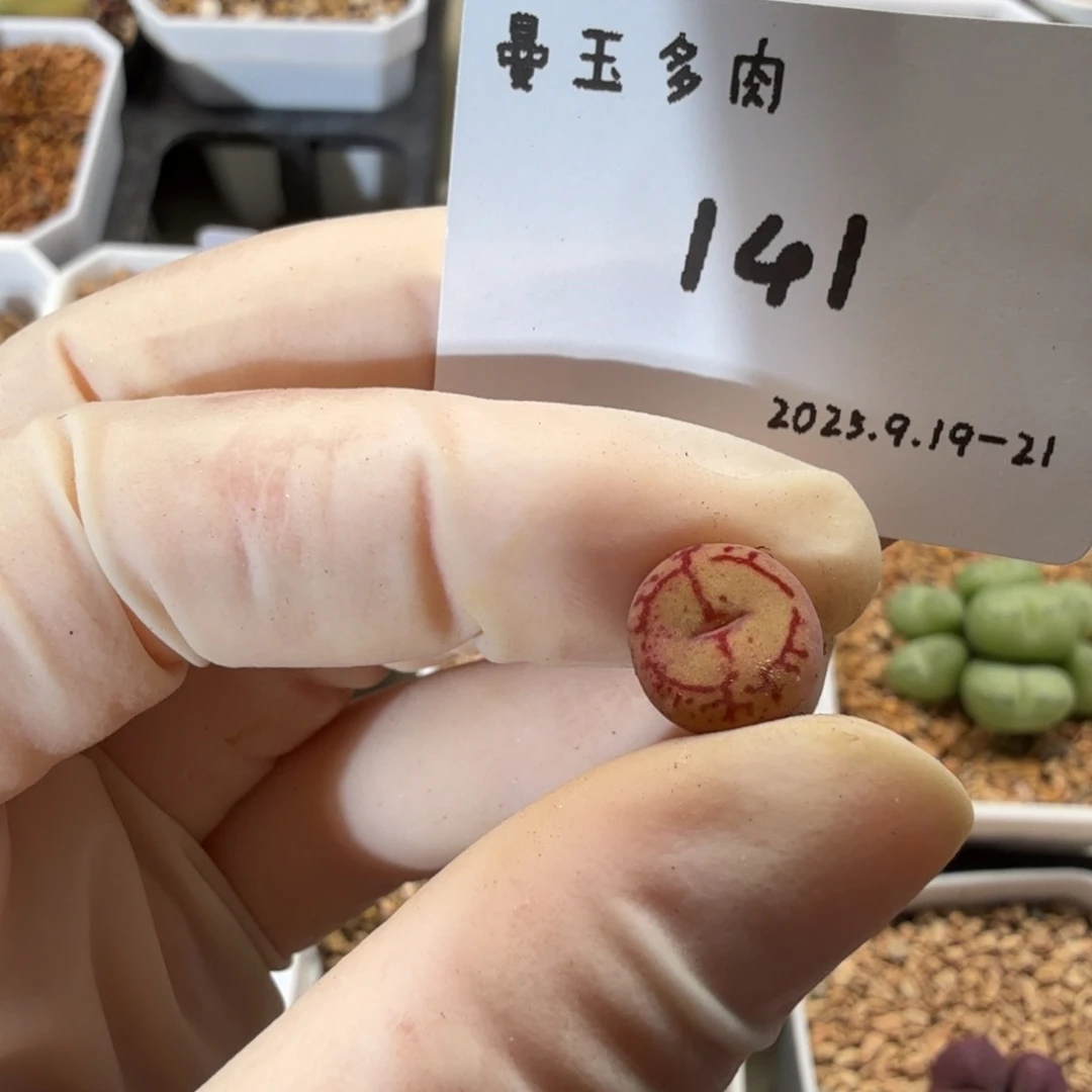 w***l多肉多肉多肉9.19-141蟠桃杂