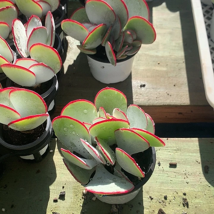 白眉多肉五头发货精选版