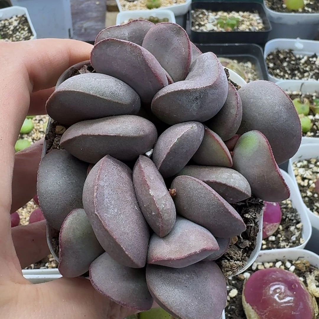 老马生石花红蛋2637